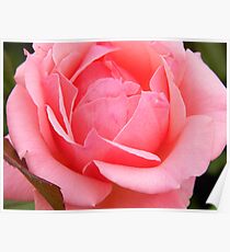 Blushing Rose Poster