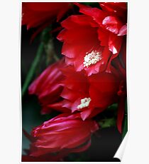 flowers Poster