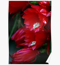 flowers Poster