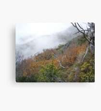 fagus covered hillsides with Hansons Peak shrouded in mist Canvas Print