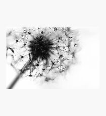 pure Photographic Print