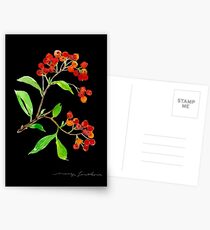 Orange Firethorn Postcards