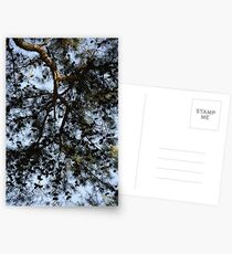Coniferous Canopy Postcards