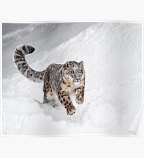 Große Katze auf einer Mission Poster