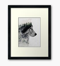 Wolf Stare Framed Print