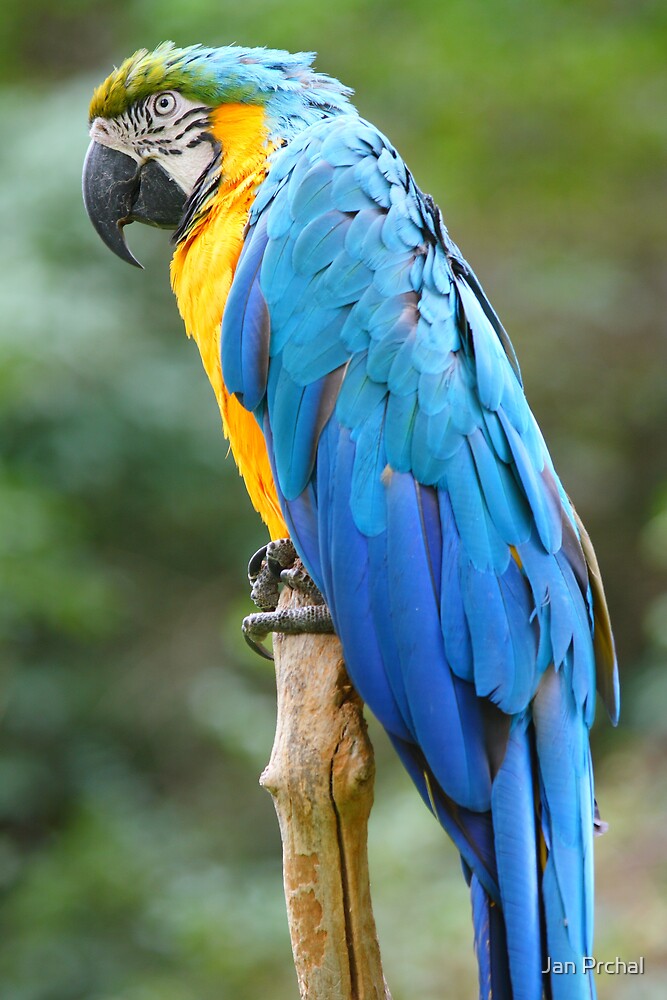 Blue And Gold Macaw Parrot By Jan Prchal Redbubble