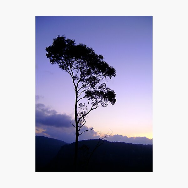 Purple tree silhouette Photographic Print