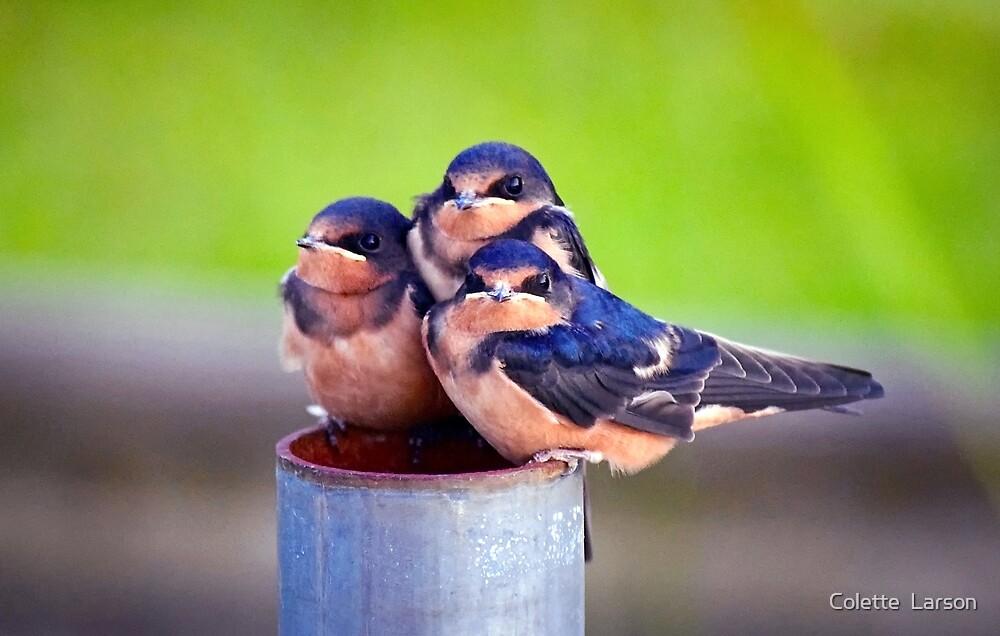 "Barn Swallow Baby Trio" by Colette Larson | Redbubble
