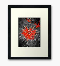 Monarda Bee Balm Flower Framed Print