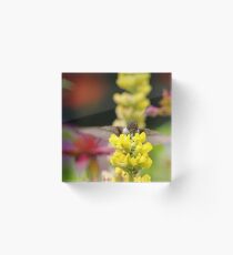 Ruby Throated Hummingbird And Lupine Acrylic Block