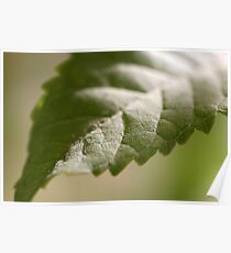 Macro leaf Poster