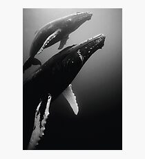 Humpback whales Photographic Print