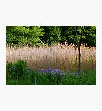 Into the Woods Photographic Print