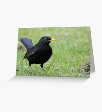 BlackBird Greeting Card