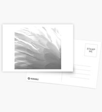 Plumage Postcards