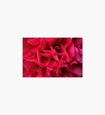 Peony Close Up Art Board