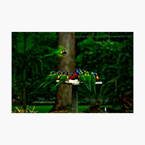Not another bird shot! Photographic Print