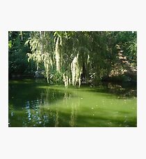 Virid Serenade Photographic Print