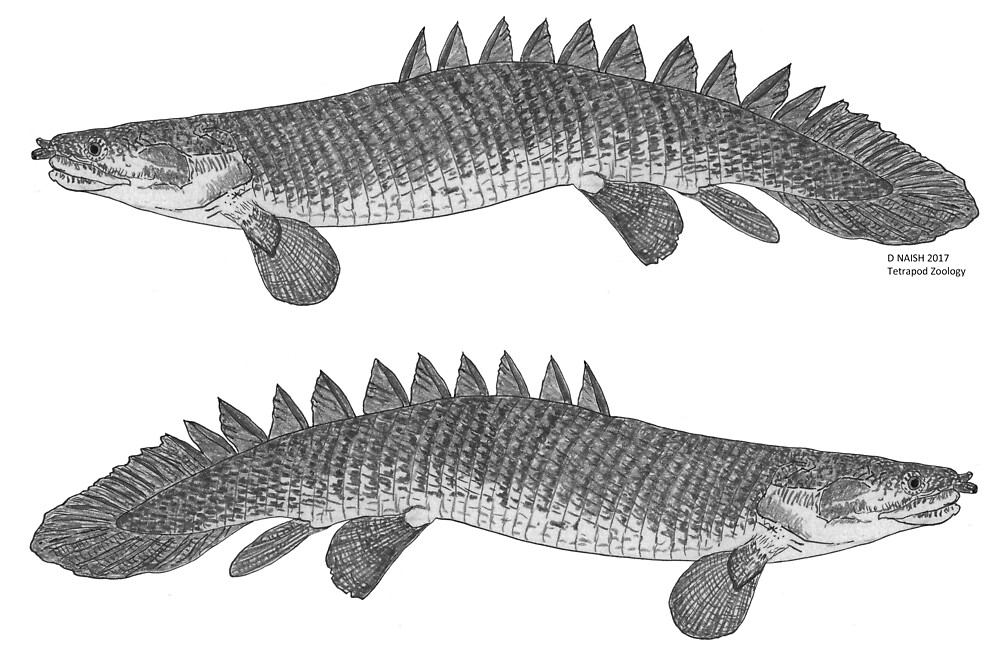 a-bichir-by-tetzoo-redbubble