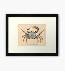 Vintage Mangrove Crab Illustration (1902) Framed Print