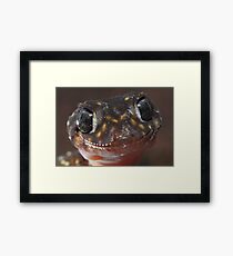 Thick-tailed gecko Framed Print