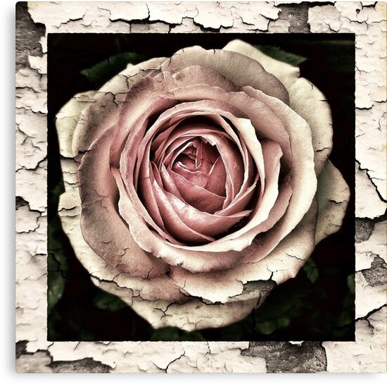 "Vintage Rose" Canvas Prints by Jandsgraphics | Redbubble