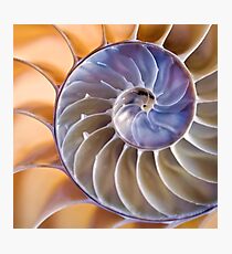Chambered Nautilus (quadratische Version) Fotodruck