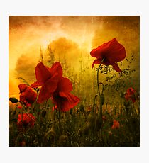 Red for Love Photographic Print