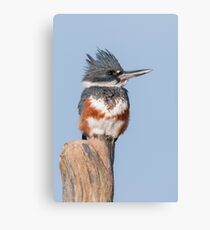 Female Belted Kingfisher Canvas Print