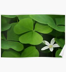 Oxalis Poster