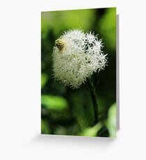 Quip-quip Greeting Card