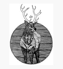 Cervus Elaphus Photographic Print