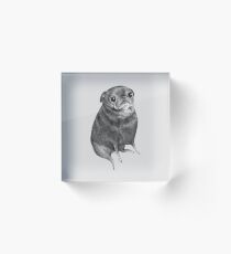 Sweet Black Pug Acrylic Block