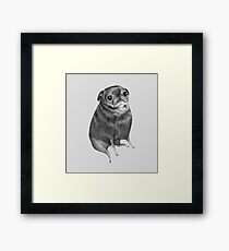 Sweet Black Pug Framed Print