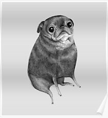 Sweet Black Pug Poster