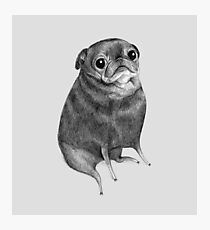 Sweet Black Pug Photographic Print
