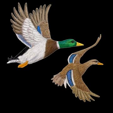 canard colvert en coupe