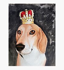 Regal Beagle Photographic Print