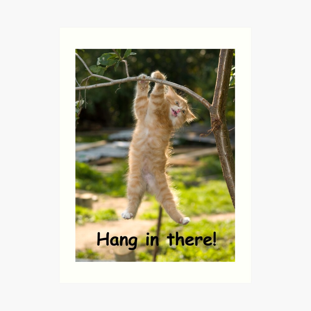 hang in there cat skatboard