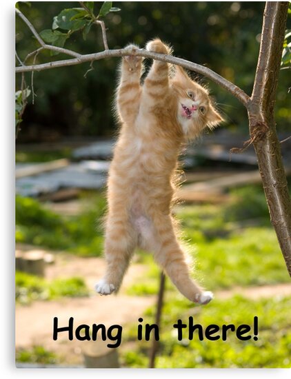 hang in there cat postr