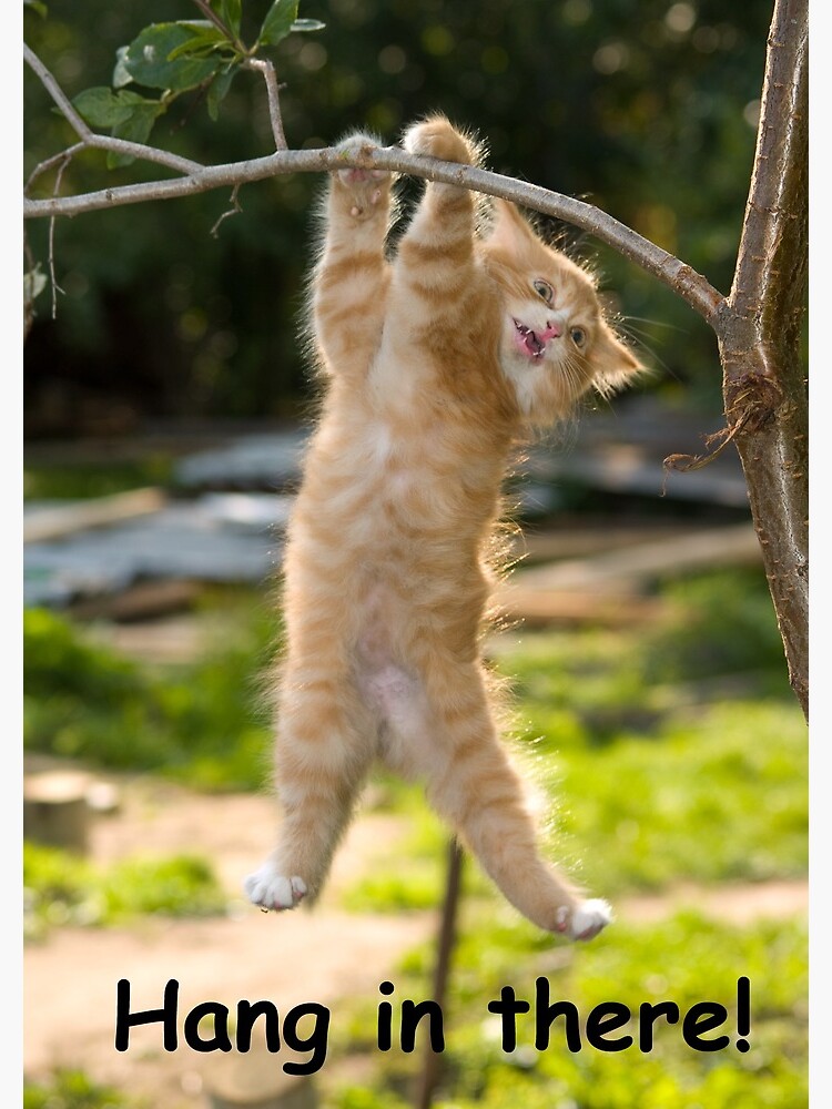 "Hang in There Cat Poster - Perfect Funny Motivational Poster For Home