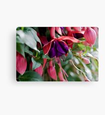 Fucsia Macro Canvas Print