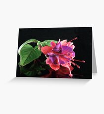 Fuchsia XII Greeting Card