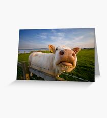 Cheeky Cow Greeting Card