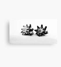 Shell Monochrome Canvas Print