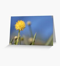 Standing out from the crowd! Greeting Card