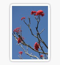 Mountain Ash Sticker