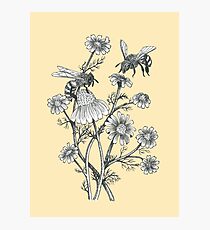 Bienen und Kamille auf Honig Hintergrund Fotodruck