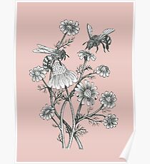 bees and chamomile on dusty pink background Poster
