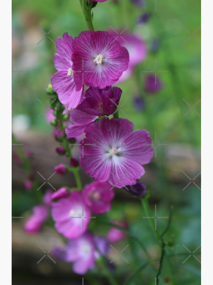 Mellow Mallow by debfaraday